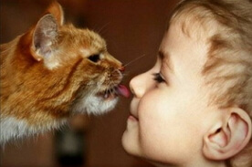 аллергия на кошек у ребеночка фото